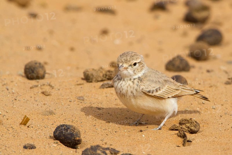 Bar-tailed Lark (Ammomanes cinctura), Morocco, Africa