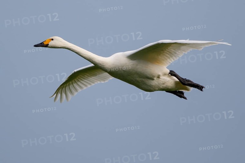 Tundra Swan (Cygnus columbianus bewickii) flying, Netherlands