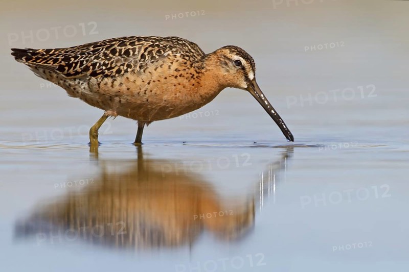 Short-billed Dowitcher (Limnodromus griseus), Manitoba, Canada, North America