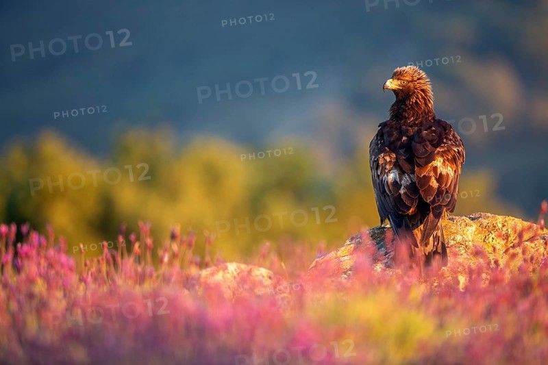 Golden Eagle (Aquila chrysaetos) perched on a rock amongst flowers, Madrid, Spain, Europe