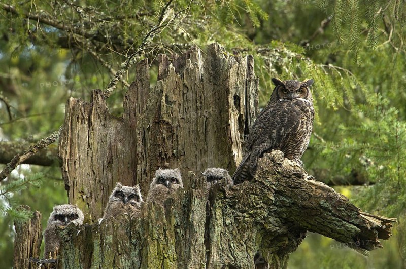 Great Horned Owl (Bubo virginianus), Canada, North America