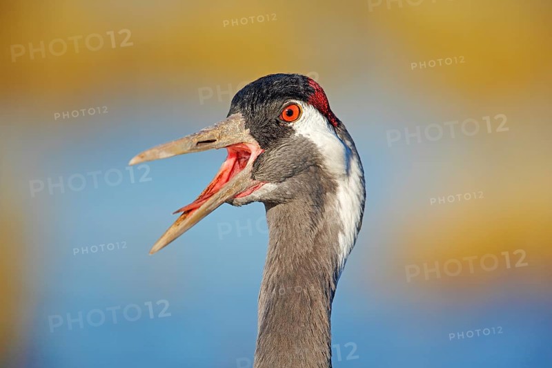 Common Crane, Grus grus, big bird in the nature habitat, Lake Hornborga, Sweden. Wildlife scene from Europe. Grey crane with long neck