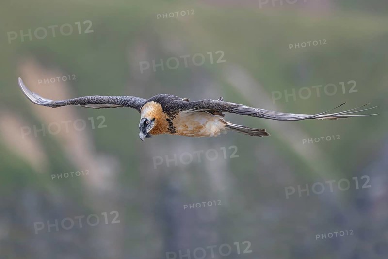 Bearded Vulture (Gypaetus barbatus) flying, Italy, Europe
