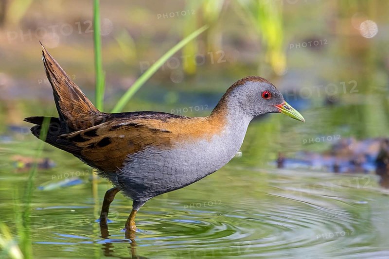 Kleines Sumpfhuhn, Kleinralle, Little Crake, Porzana parva, Marouette poussin, Polluela Bastarda