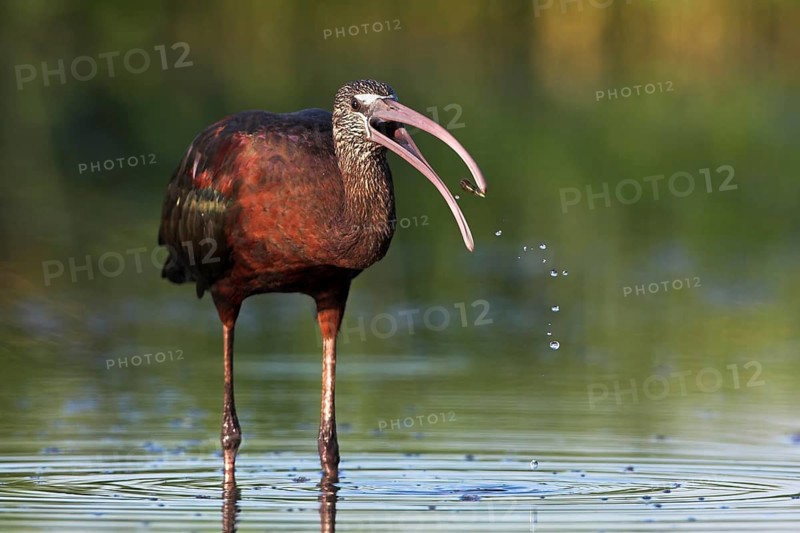 Glossy Ibis (Plegadis falcinellus), Florida, USA, North America