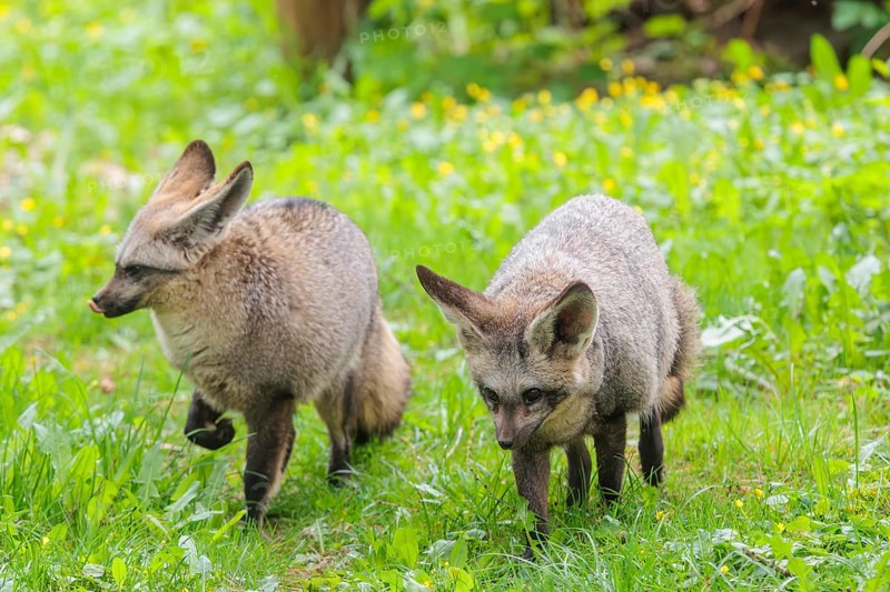 Two Bat-eared foxes (Otocyon megalotis) running across a green meadow