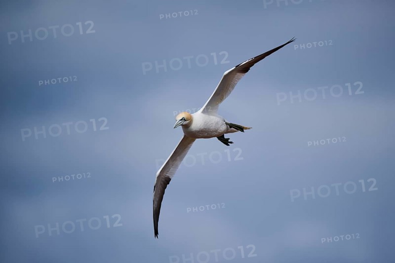Northern gannet (Morus bassanus) flying over the sea, wildlife, Helgoland, Germany, Europe