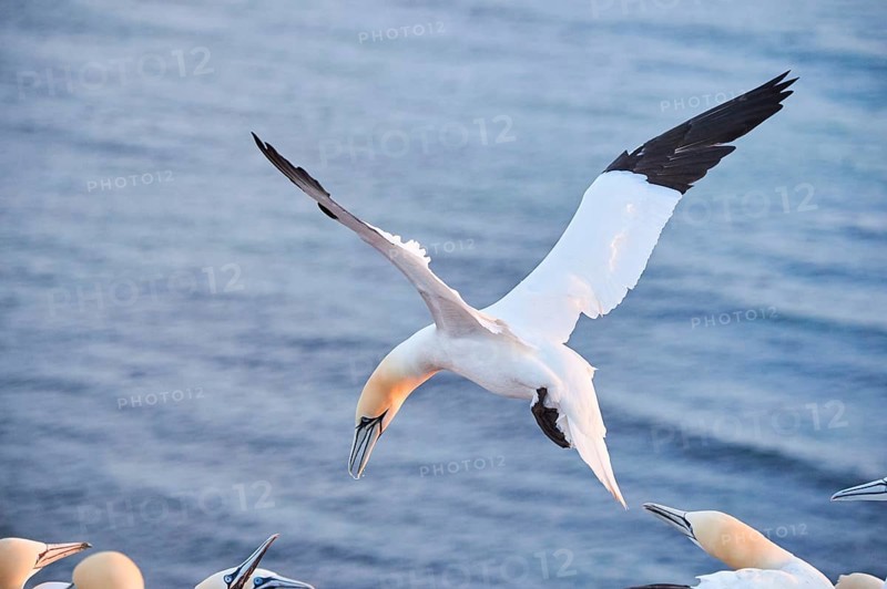 Northern gannet (Morus bassanus) flying over the sea at sunset, argiung with others while landing, wildlife, Helgoland, Germany, Europe
