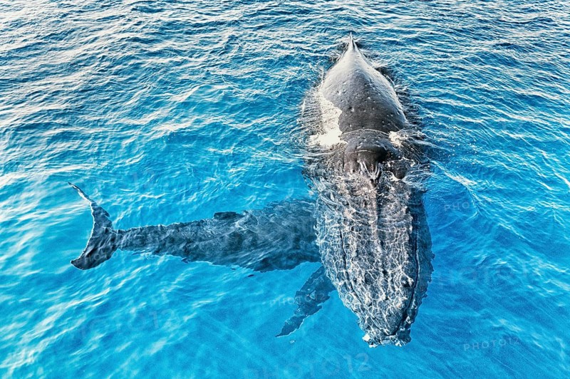 A Humpback Whales family surfacing, Hervey Bay, Queensland, Australia, Oceania