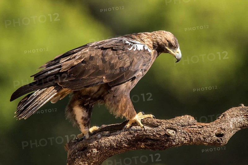 Spanish Imperial Eagle (Aquila adalberti) male perched on a branch, Andalusia, Spain, Europe