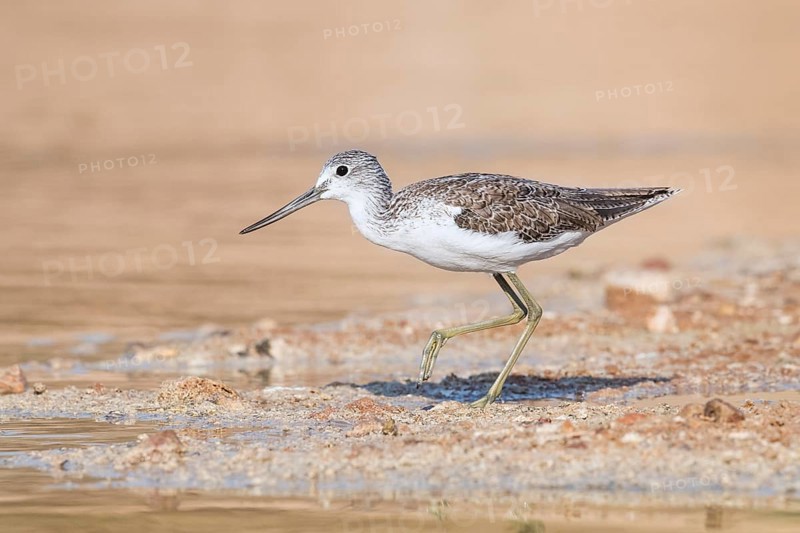 Common Greenshank (Tringa nebularia) foraging, Eilat, Israel, Asia