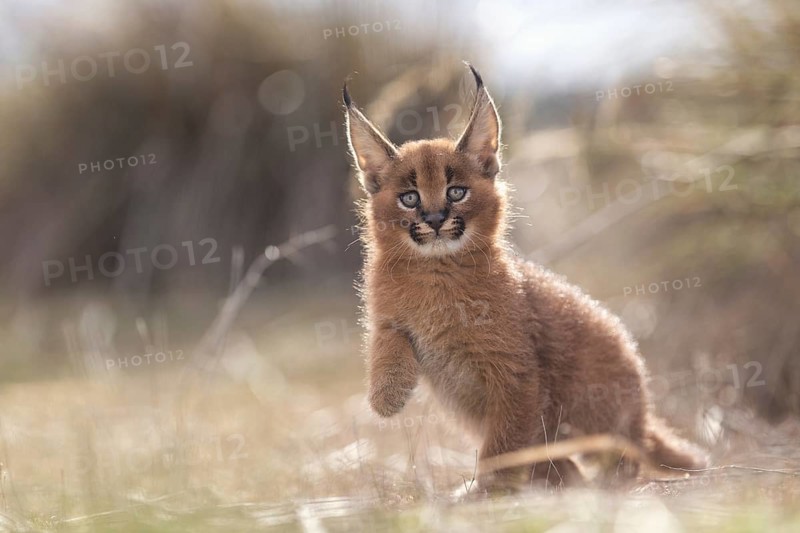 Caracal (Caracal caracal) cub playing in backlight, Castile-La Mancha, Spain, Europe