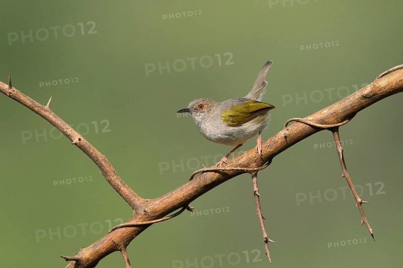 Green-backed Camaroptera (Camaroptera brachyura) perched on a thorny branch, Uganda, Africa