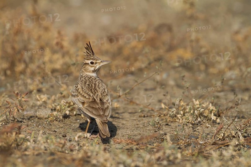 Crested Lark (Galerida cristata), Oman, Asia