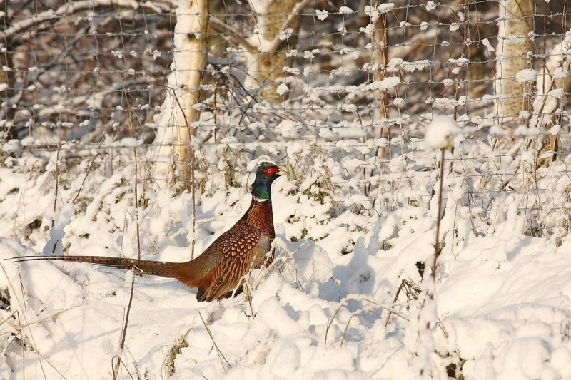 Common Pheasant (Phasianus colchicus) juvenile, Lower Saxony, Germany, Europe
