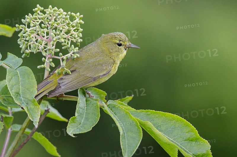 Orange-crowned Warbler (Vermivora celata) perched on a branch in Seward, Alaska