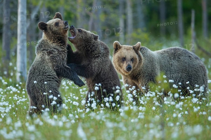 Eurasian Brown Bear (Ursus arctos) mother with play fighting cubs, Finland, Europe