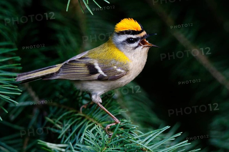 Common Firecrest (Regulus ignicapilla) singing, Asturias, Spain, Europe