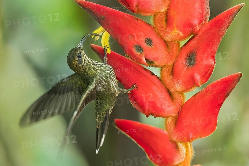 White-tipped Sicklebill (Eutoxeres aquila) flying while feeding at a flower in Panama