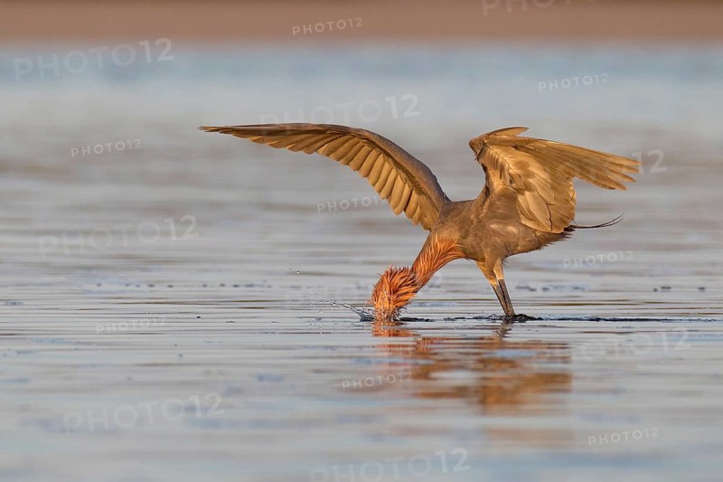 Reddish Egret (Egretta rufescens), Florida, USA, North America