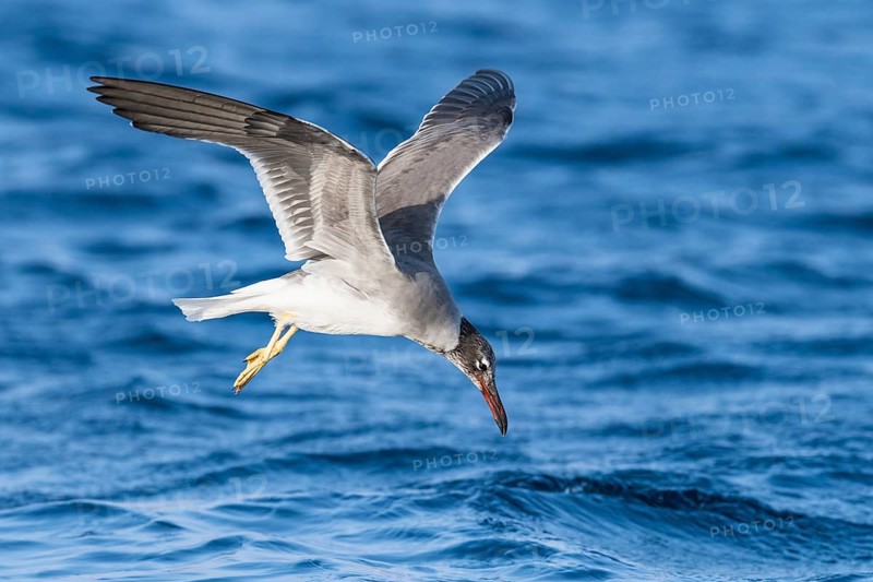 White-eyed Gull (Ichthyaetus leucophthalmus) flying, Eilat, Israel, Asia