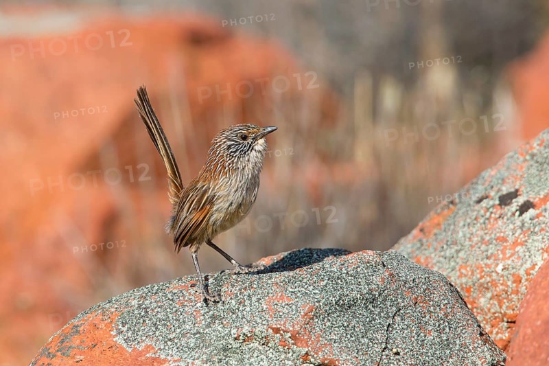 Short-tailed Grasswren (Amytornis merrotsyi), Australia, Oceania
