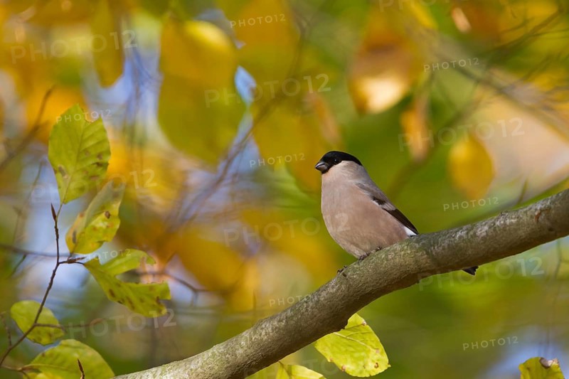 Northern Bullfinch - Gimpel - Pyrrhula pyrrhula pyrrhula, Germany, female adult, Europe