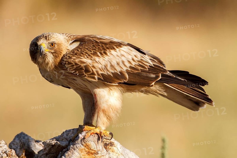 Booted Eagle (Hieraaetus pennatus) female, Castile and Leon, Spain, Europe