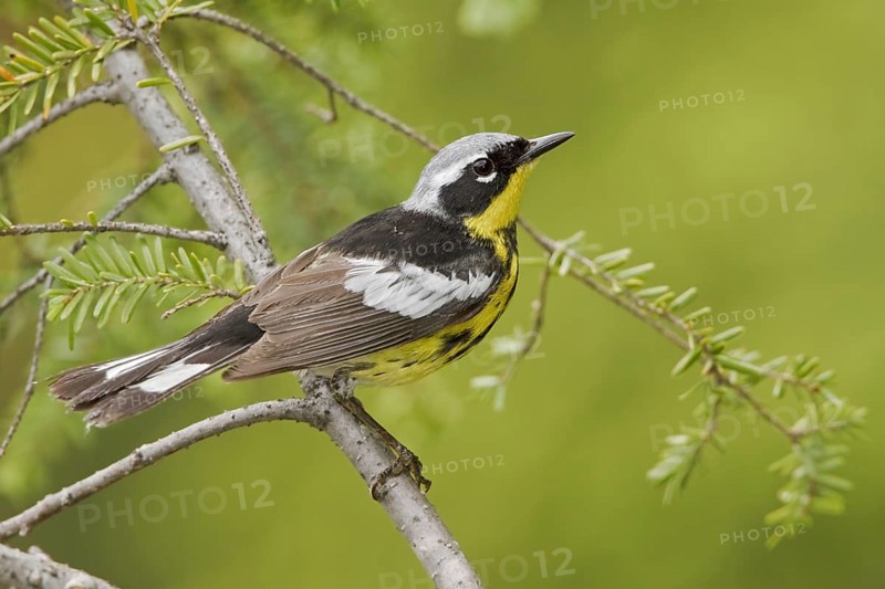 Magnolia Warbler (Setophaga magnolia), Ontario, Canada, North America