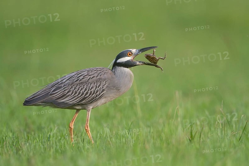 Yellow-crowned Night Heron - Kitty Hollow County Park, Missouri City, Texas