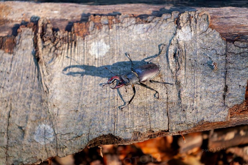 Majesty of the forest - stag beetles in the Swabian Pre-Alps