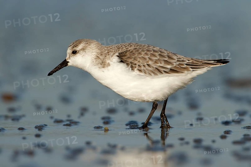 Drieteenstrandloper foerageren, Sanderling foraging
