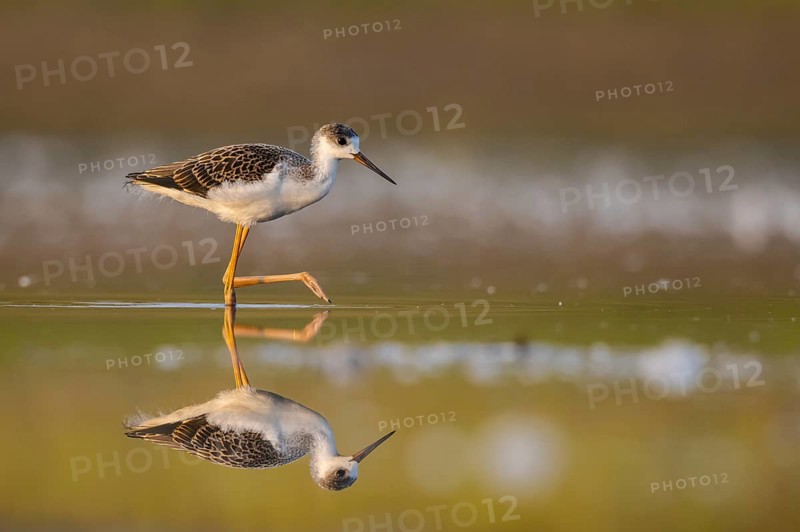 Black-winged Stilt (Himantopus himantopus) juvenile foraging, North Rhine-Westphalia, Germany, Europe