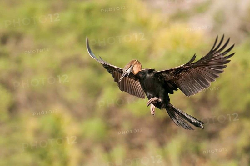 African Darter (Anhinga rufa) flying, Western Cape, South Africa, Africa