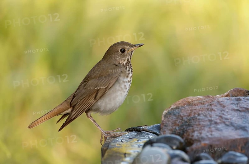 Hermit Thrush (Catharus guttatus), Texas, USA, North America