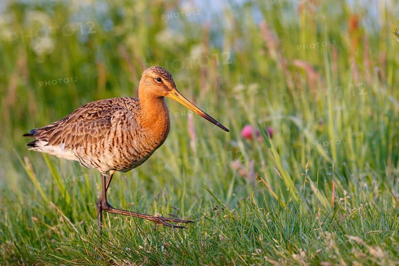 Black-tailed Godwit (Limosa limosa), Netherlands