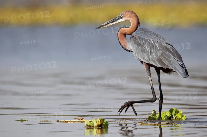 Goliath Heron (Ardea goliath), Nechisar National Park, Ethiopia, Africa