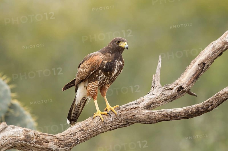 Harris's Hawk (Parabuteo unicinctus) juvenile, Texas, USA, North America