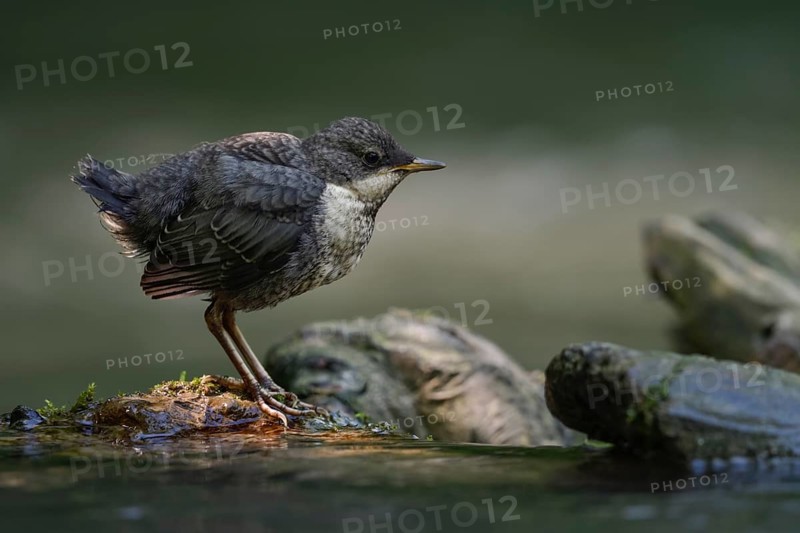 White-throated Dipper (Cinclus cinclus) juvenile, North Rhine-Westphalia, Germany, Europe