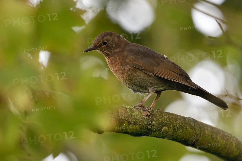 Common Blackbird (Turdus merula) female perched on a branch, North Rhine-Westphalia, Germany, Europe