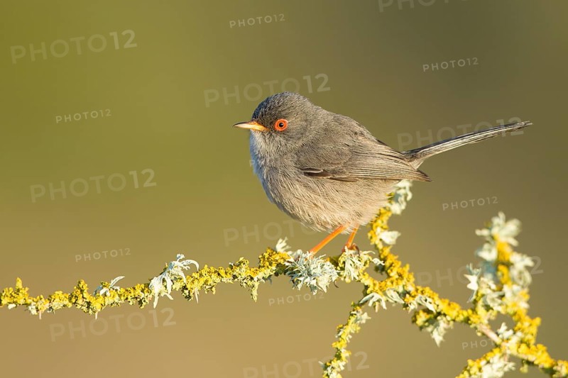 Balearic Warbler (Sylvia balearica) male, Mallorca, Spain, Europe