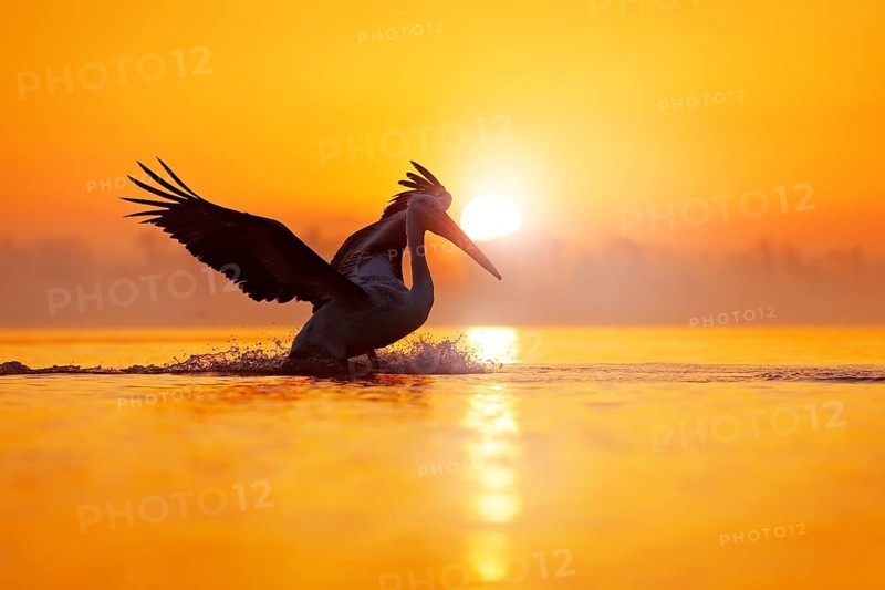 Bird with morning sunrise. Dalmatian pelican, Pelecanus crispus, in Lake Kerkini, Greece. Pelican with open wings. Wildlife scene from European nature. Bird and orange blue sky