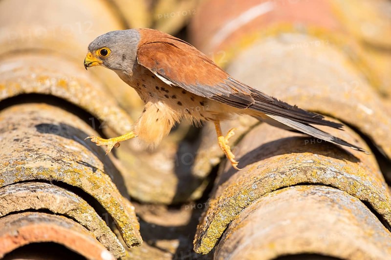 Lesser Kestrel (Falco naumanni) male on a roof, Castile-La Mancha, Spain, Europe