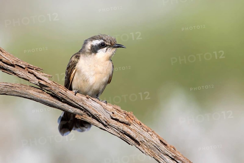 Black-eared Cuckoo (Chrysococcyx osculans), South Australia, Australia, Oceania