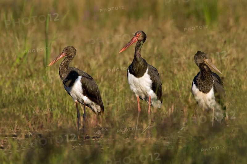 Black Stork (Ciconia nigra), Saxony-Anhalt, Germany, Europe