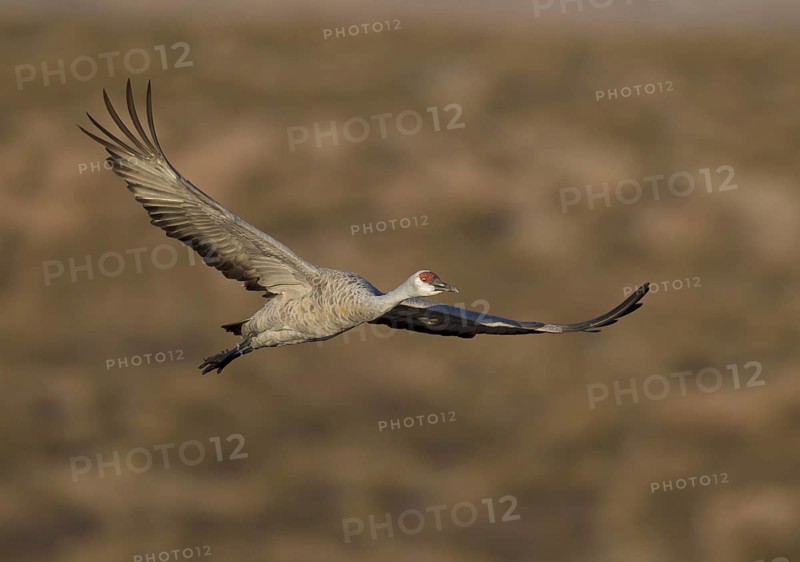 Sandhill Crane (Antigone canadensis) flying, New Mexico, USA, North America