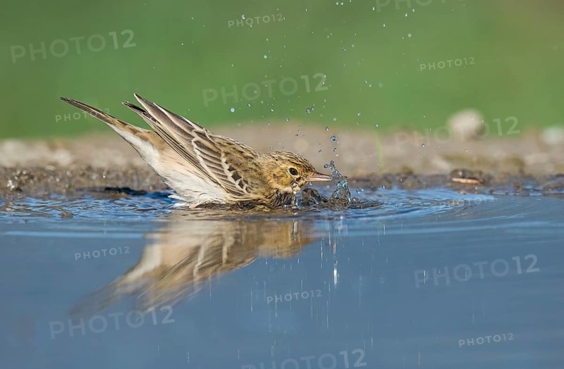 Tree Pipit (Anthus trivialis) bathing at a waterhole, Aosta Valley, Italy, Europe