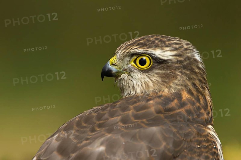 Eurasian Sparrowhawk (Accipiter nisus), Utrecht, Netherlands