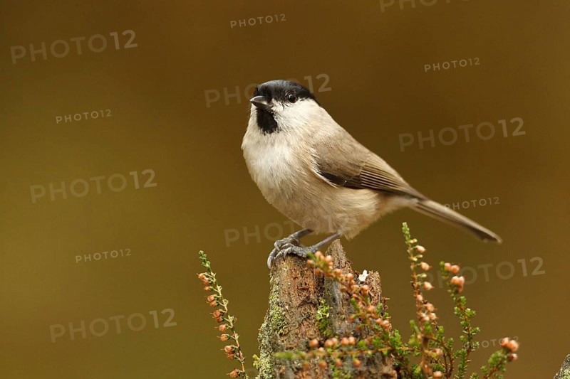 Marsh Tit (Poecile palustris), Rhineland-Palatinate, Germany, Europe