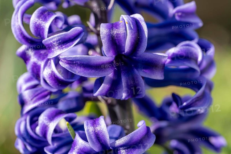 Single blue flower of a hyacinth (Hyacinthus), garden hyacinth, detail, macro